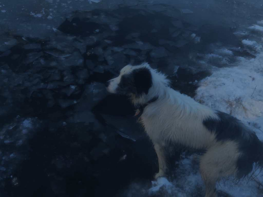 A wet collie on frozen, snowy ground looking at a frozen, recently broken, pond