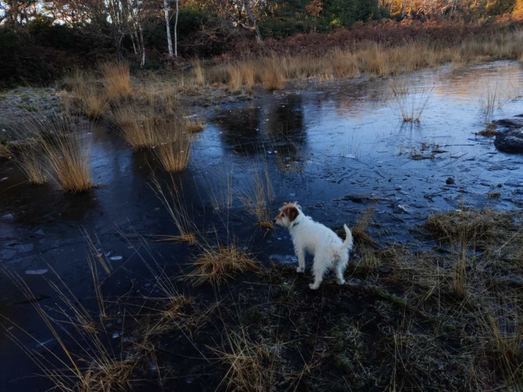 A small dog looking at a partially frozen pond
