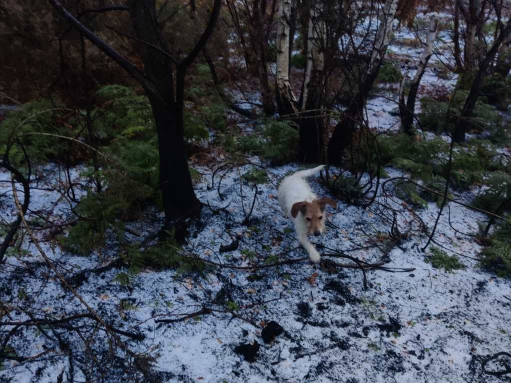 A small dog trotting over frosty grass