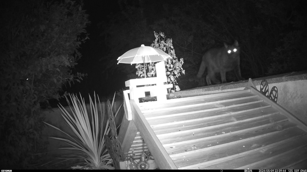 a black and white infrared image of a black cat on a wall