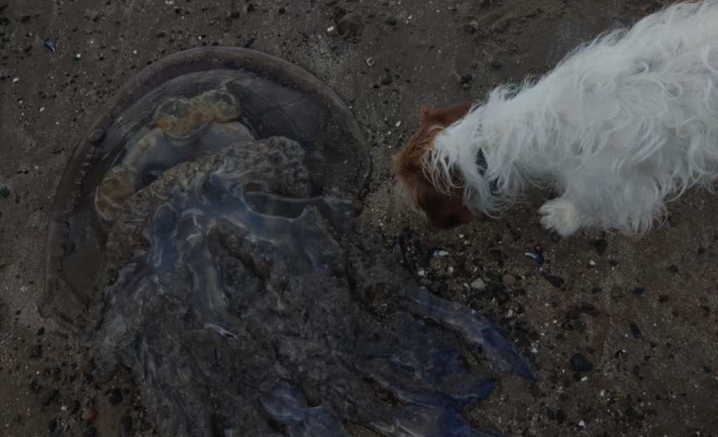A large jellyfish and a small dog
