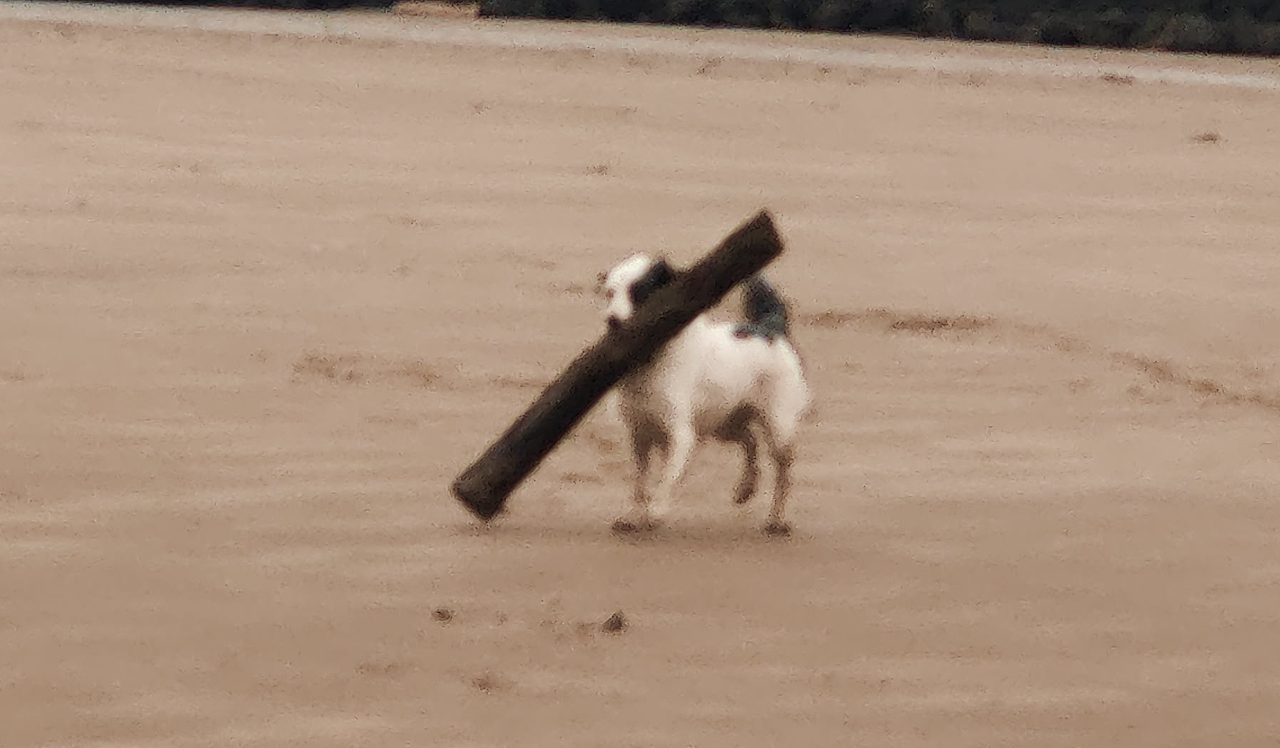 black and white dog on the beach with a large stick