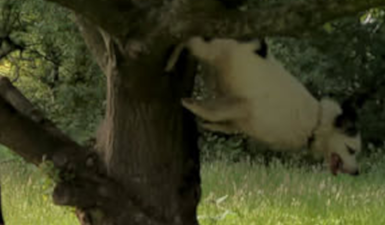 black and white dog descending vertically from a tree