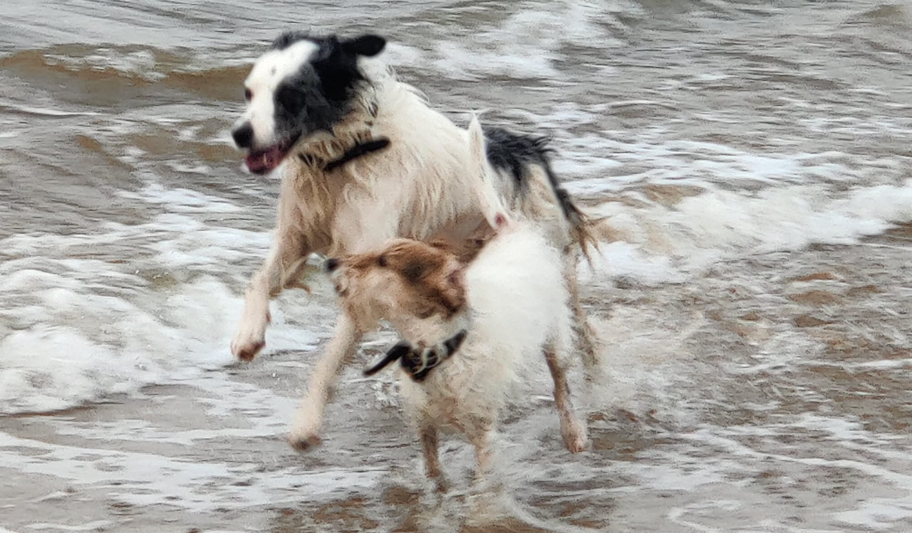 black and white dog descending racing a scruffy Jack through the surf