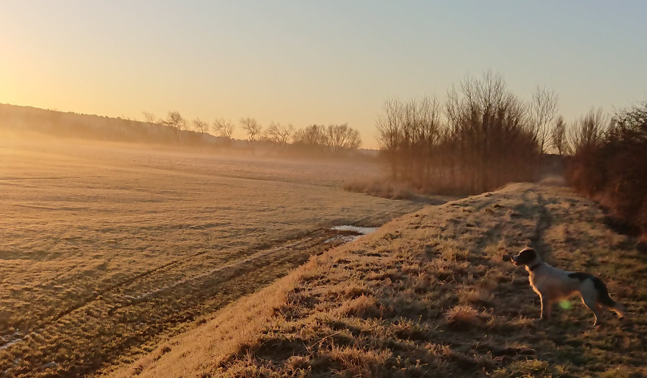 black and white dog standing on a frosty bluff at dawn, with the sun rizing through fog in the background