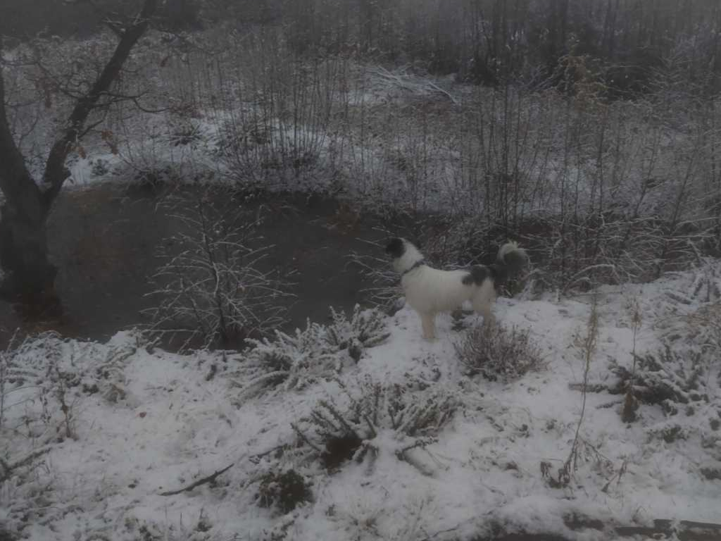 A collie on frozen, snowy ground looking at a frozen pond