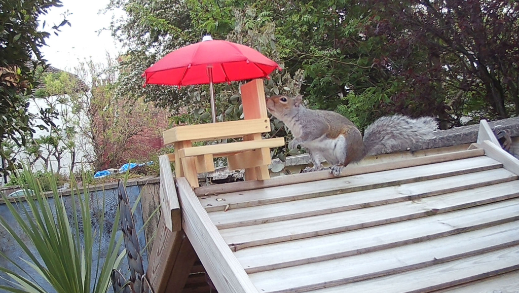 a squirrel eating from a tiny picnic table with a red umbrella