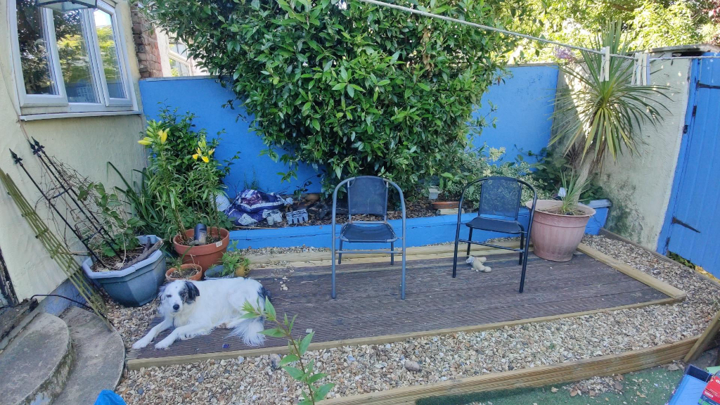 A black and white dog on a deck. A large Bay tree in the background